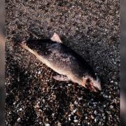 The mystery creature washed ashore in Hamble