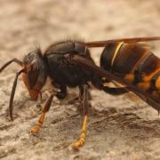 A new study has found that Asian hornets have become an 'extra threat' to wildlife as they continue to eat a wide range of insects.