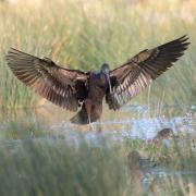 Ian Grey managed to see the glossy ibis in full-stretch as it came to land.