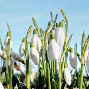 Snowdrop flowers often signal the arrival of Spring