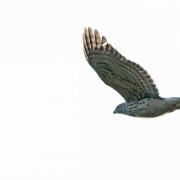 Daily Echo Camera Club member Chris Cowell caught this goshawk in full stretch in Hampshire.