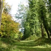 Selborne Common