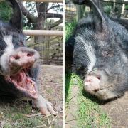 Hundreds have paid tribute to Southampton City Farm's Penny the pig.