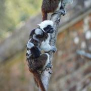 The tamarin twins were born just in time for National Siblings Day