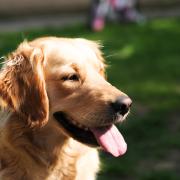 Dog owners could be fined thousands for failing to secure their pets