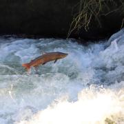 Atlantic salmon on brink in River Itchen as urgent action plan launched