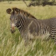 Marwell Wildlife conservationists have started the 'Save Our Stripes' campaign.