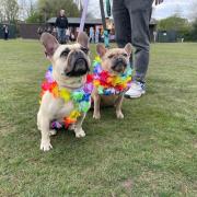 More than 300 frenchies have attended the show