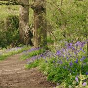 A beautiful bluebell trail in Curbridge