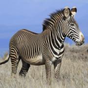 An endangered Grevy's zebra in northern Kenya