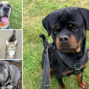 Can you help find a home for any of these Hampshire RSPCA pets?