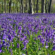 A delightful scene from Micheldever Woods