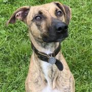 Lurcher, Marley