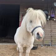 Miniature horses ‘Salty’ and ‘Pepper’ to join Southampton City FarmPictured: Salty