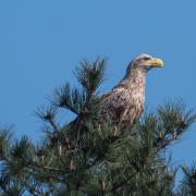 The white-tailed eagle was spotted in Hampshire