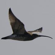 The curlew was spotted above Hampshire