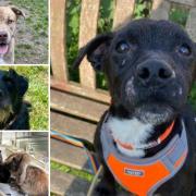 Can you help find a home for any of these Hampshire RSPCA pets?