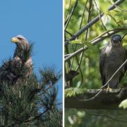 The UK's biggest and smallest birds of prey