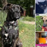 Can you help find a home for any of these Hampshire RSPCA pets?