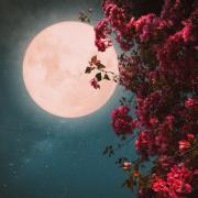 When is the May full moon? Find out when the Flower Moon reaches it peak in the UK.