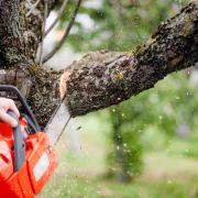 What are the laws around cutting down a tree in your garden?