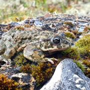 A natterjack toad on South Downs heathland