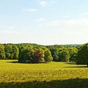 Hinton Ampner parkland