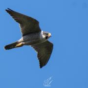 The Peregrine Falcon was spotted in the New Forest