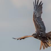 Daily Echo Camera Club member Jordan Callaghan snapped a photo of the rare marsh harrier near Hythe.