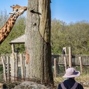 Giraffe pauses beside tall tree at Marwell