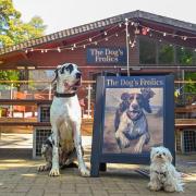 The Dog’s Frolics opens with treats, quizzes, and chilled dog beer