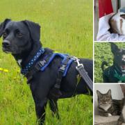 Can you help find a home for any of these Hampshire RSPCA pets?