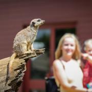 Marwell Zoo launches week of fun for Love Your Zoo celebration
