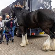 Shire horse visit brings back farm memories for 94-year-old John