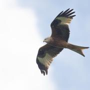 Daily Echo Camera Club member Melanie Randall snapped this red kite as it looked down at her.