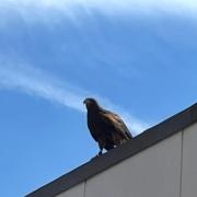 A Harris hawk at Southampton General Hospital