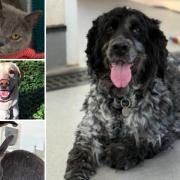 Can you help find a home for any of these Hampshire RSPCA pets?