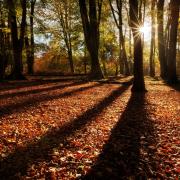 Beech trees, New Forest