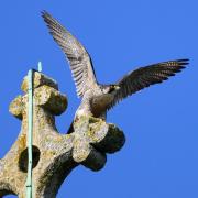 Daily Echo Camera Club member Paul Brady snapped a peregrine falcon, the world's fastest animal, landing with its wings stretched out.