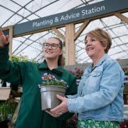 Caring for roses will be covered at Dobbies Garden Centre’s June Grow How workshop, led by the Green Team