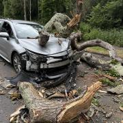Uber driver ‘lucky’ to escape without serious injuries after tree falls on car