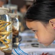 Families and learners of all ages can enjoy NOC's annual open day event