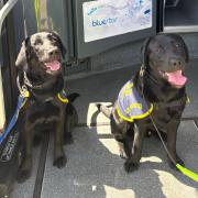 Blue and Star visit depot as part of guide dog training support