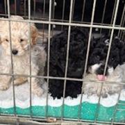 The three puppies