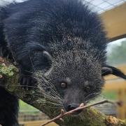 Hanoi the binturong settles into his treetop enclosure at Marwell Zoo