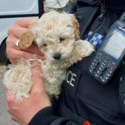 The puppies have been returned to the rescue