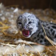Snow leopard cub ‘little lady’ was born on May 10 (The Big Cat Sanctuary/PA)