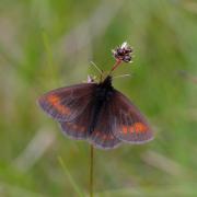 The mountain ringlet, a small brown butterfly with orange wing spots, lives exclusively on mountains and is more commonly found in Scotland than in England (Ben Lawers/PA)