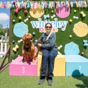 Agility runs and costume contests return for Whiteley’s popular Doggie Day