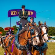 Majestic heavy horses return to the ring at New Forest Show 2025